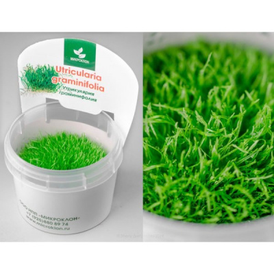 Утрикулярия Граминифолия (меристемное растение),d 6,5 см